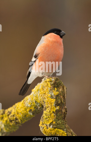 Un maschio bullfinch in piena di colori di allevamento appollaiato su un lichen-ramo coperti. Foto Stock