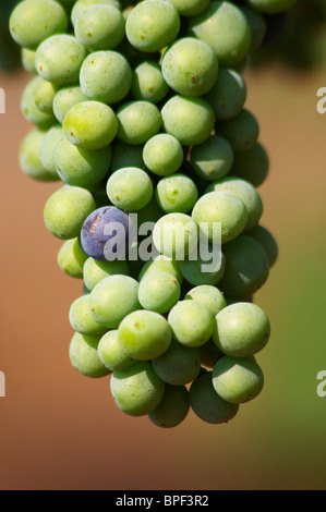 I grappoli appena prima dell'invaiatura alcune uve hanno già cambiato colore da acerbi di colore da verde a blu. Vranac varietà di uva. Foto Stock