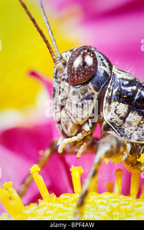 Sperone-throated Grasshopper ritratto (Melanoplus ponderosus) Foto Stock