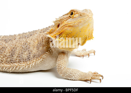 Entroterra drago barbuto, Pogona vitticeps. Giallo Deserto Rosso morph. Foto Stock