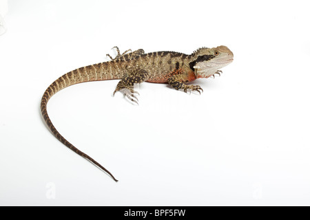 Acqua orientale dragon, Physignathus lesueurii lesueurii, maschio. Australia Foto Stock