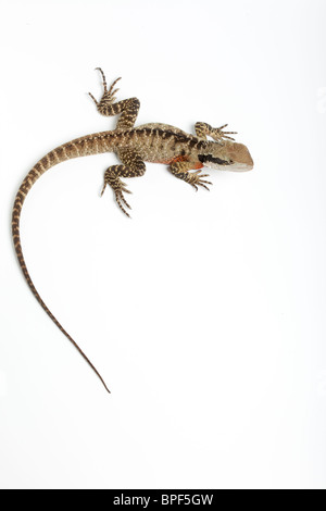 Acqua orientale dragon, Physignathus lesueurii lesueurii, maschio. Australia Foto Stock
