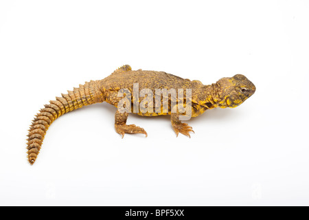 Saharan o Geyr dab della lucertola, Uromastyx geyri Foto Stock