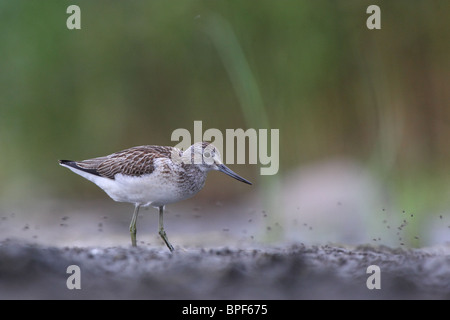 Greenshank (Tringa nebularia) e un po' di mosche. Foto Stock