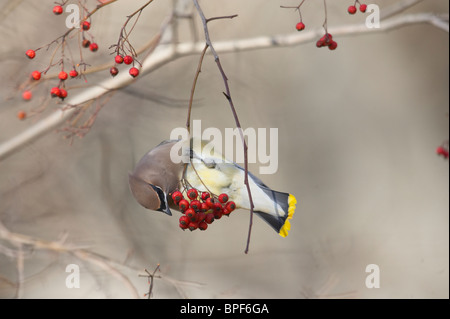 Adulto Cedar Waxwing alimentando il Biancospino bacche Foto Stock