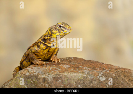 Saharan o Geyr dab della lucertola, Uromastyx geyri Foto Stock