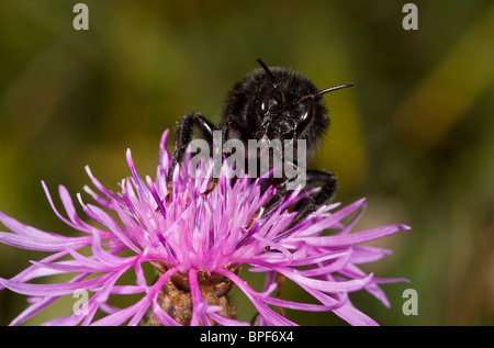 Un rosso-tailed Bumble-bee, Bombus lapidarius, testa-su close-up; il fiordaliso; Dorset. Foto Stock