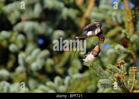 Barn swallow (Hirundo rustica) adulti di insetti di alimentazione al pulcino. Foto Stock
