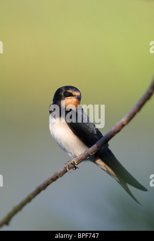 Barn Swallow (Hirundo rustica) appollaiato su un ramo. Agosto 2010 Foto Stock