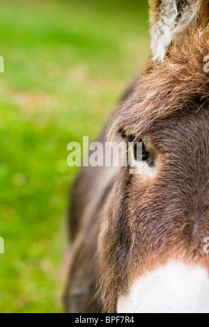 Ritratto che mostra la metà di una faccia di asini. Foto Stock