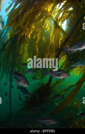 Pesci di roccia in Bull kelp in Port Hardy British Columbia Pacific Northwest Foto Stock