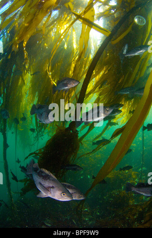 Pesci di roccia in Bull kelp in Port Hardy British Columbia Pacific Northwest Foto Stock