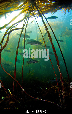 Pesci di roccia in Bull kelp in Port Hardy British Columbia Pacific Northwest Foto Stock