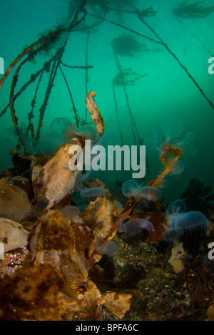 Port Hardy e parete di doratura British Columbia immersioni subacquee Foto Stock