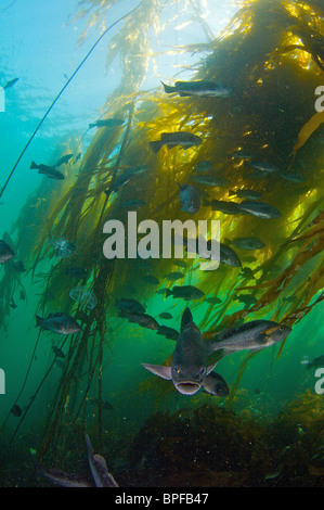 Pesci di roccia in Bull kelp in Port Hardy British Columbia Pacific Northwest Foto Stock