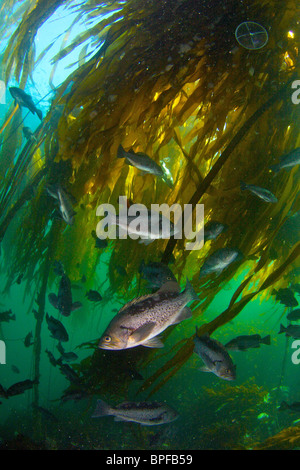 Pesci di roccia in Bull kelp in Port Hardy British Columbia Pacific Northwest Foto Stock