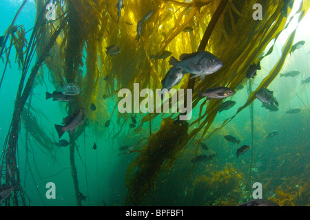 Pesci di roccia in Bull kelp in Port Hardy British Columbia Pacific Northwest Foto Stock