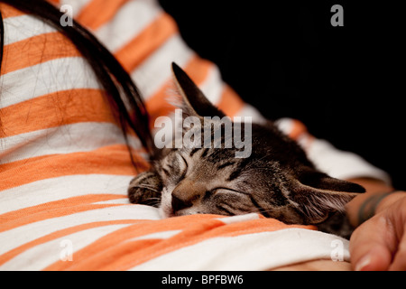 Un gattino dorme su una giovane donna di stomaco. Foto Stock