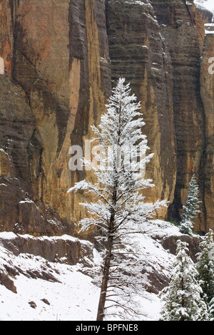 Una coperta di neve tree contrasta con i colori di una scogliera a Shoshone riserva nazionale, Wyoming USA Foto Stock