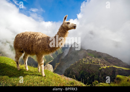 Llama in piedi di fronte a Machu Picchu, Perù. Foto Stock