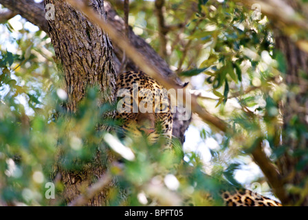 Leopardo in albero Foto Stock