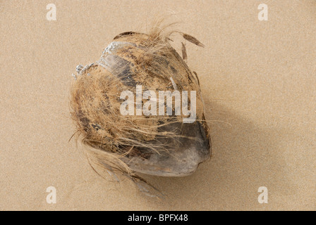 Il Cocco sulla spiaggia, Puerto Rico Foto Stock