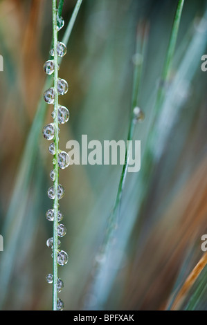 Festuca glauca. Gocce di pioggia su Elia blue grass Foto Stock