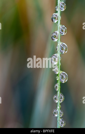 Festuca glauca. Gocce di pioggia su Elia blue grass Foto Stock