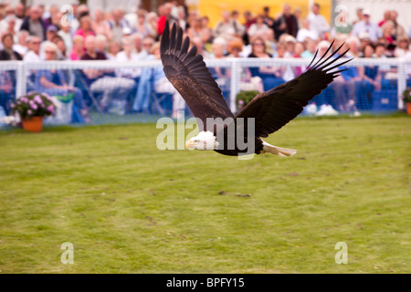 Regno Unito, Inghilterra, Merseyside Southport Flower Show, aquila calva, Haliaeetus leucocephalus; il volo libero fra la folla Foto Stock