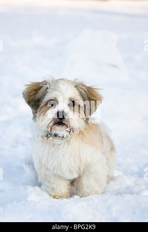 Lhasa apso cucciolo Foto Stock