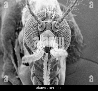 Mosquito - vista frontale presa con il microscopio elettronico a scansione. Foto Stock