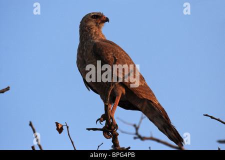 I capretti Dark Salmodiare Astore (Melierax metabates), Etosha, Namibia Foto Stock