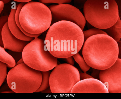 SEM x4673 - le cellule rosse del sangue Foto Stock