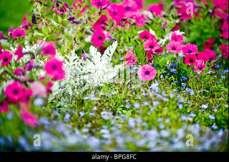 La teoria del colore verde, rosa armonia potente la libertà di movimento terra a molla fiore leader potenza di sfocatura emozione direzione linee Foto Stock