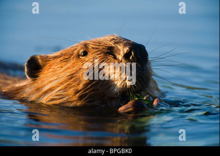 Un 3/4 di immagine di un castoro del volto Foto Stock