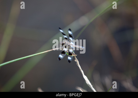 Primo piano del bianco e del nero di libellula Foto Stock