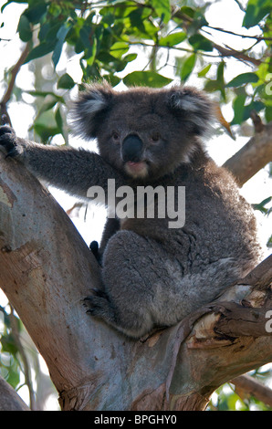 Il Koala in albero Kennet River Victoria Australia Foto Stock