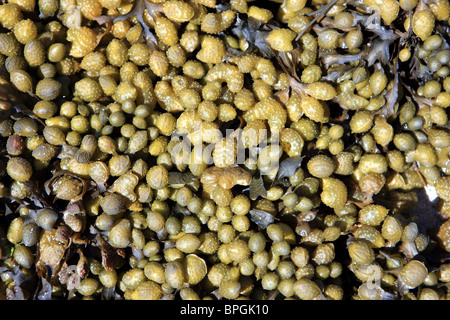 Wrack a spirale con gonfiato noduli che sono le strutture riproduttive alla fine del fonds Foto Stock