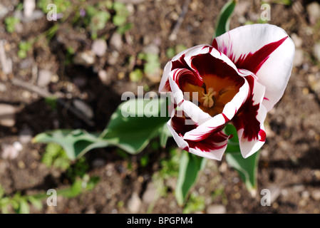 Guardando verso il basso sul tulipano Grand Perfection inizia ad aprire i suoi petali Foto Stock