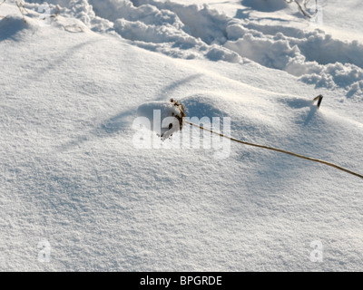 Surrey in Inghilterra neve spessa in giardino la neve sulla pianta Foto Stock