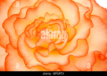 Regno Unito, Inghilterra, Merseyside Southport Flower Show, vincitore del premio giovane rubino begonia bloom Foto Stock