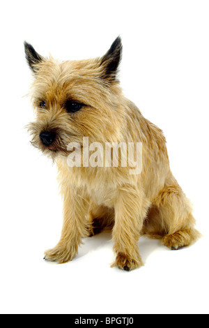 Dolce triste cane è seduto su uno sfondo bianco. La razza del cane è un Cairn Terrier. Foto Stock