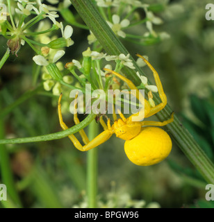 Oro ragno granchio (Misumena vatia) in attesa di preda di un fiore umbellifer Foto Stock