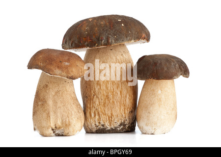 Tre Boletus Edulis Mushroom isolati su sfondo bianco Foto Stock