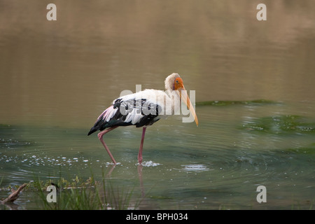 Dipinto di Stork, Mycteria leucocephala,Yala National Park nello Sri Lanka Foto Stock