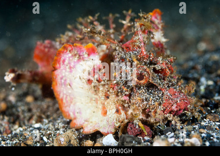 Diavolo scorfani, Lembeh strait, Sulawesi, Indonesia. Foto Stock