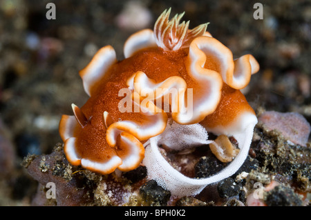 Nudibranch Glossodorid la posa di un nastro di uova, Lembeh strait, Sulawesi, Indonesia. Foto Stock