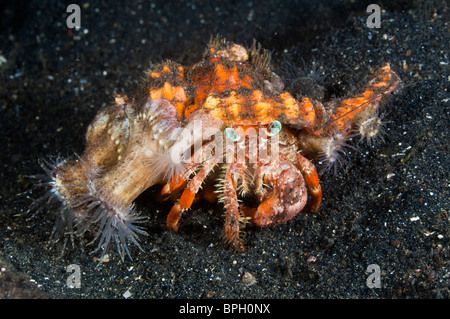 Anemone granchio eremita, Lembeh strait Sulaweis, Indonesia. Foto Stock