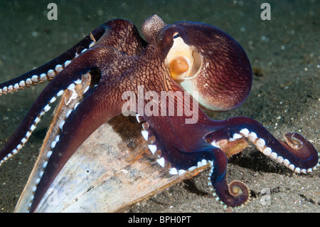 Polpo venato di valutare un guscio per la sua idoneità come una casa, Lembeh strait, Sulawesi, Indonesia. Foto Stock