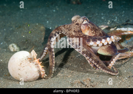 Polpo venato di valutare un guscio per la sua idoneità come una casa, Lembeh strait, Sulawesi, Indonesia. Foto Stock